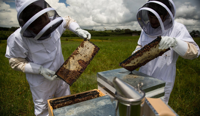 Local Honey vs Manuka Honey, which do I need?