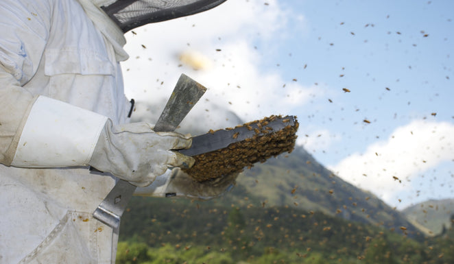 Mānuka Honey - In the news this Winter